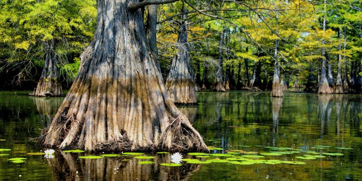 Beauty in the Bayou