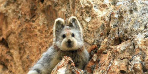 IIi Pika’s are just plain adorable.