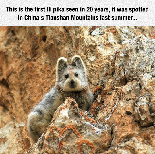 IIi Pika's are just plain adorable.
