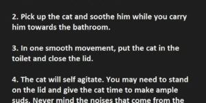 How to clean your cat.