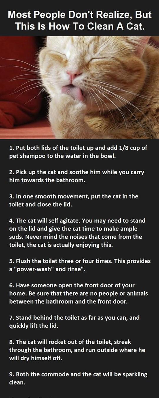 How to clean your cat.