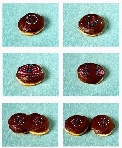 Delicious cell division.