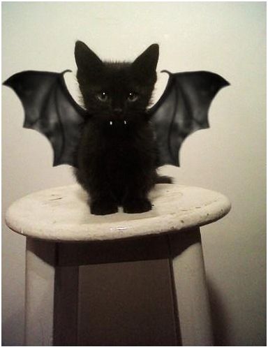 The cutest little Dracula.