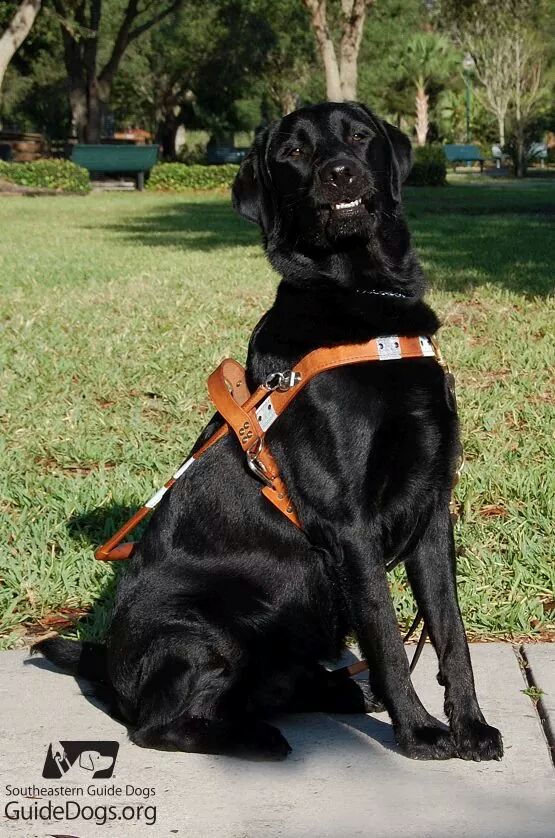 The proudest looking dog I've ever seen.