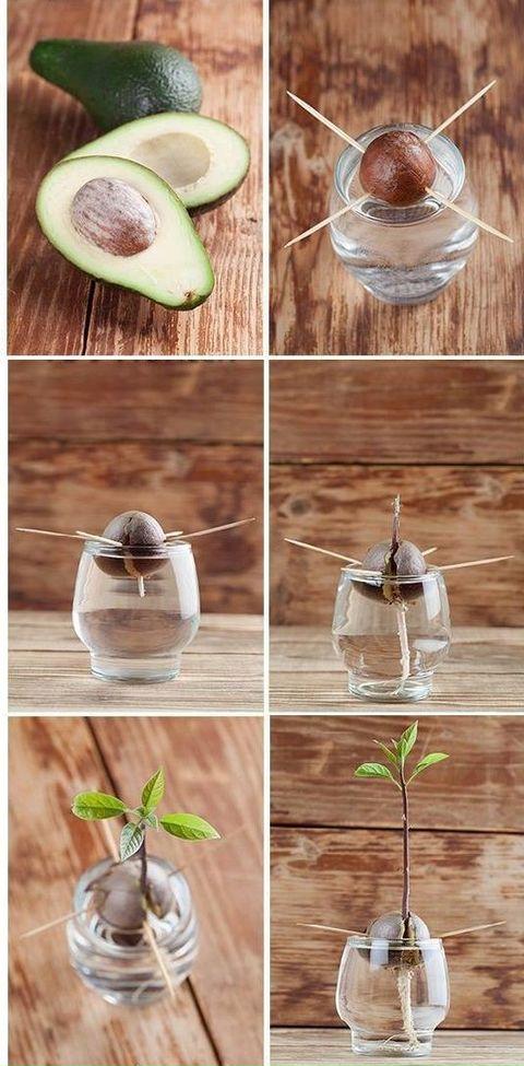 How to grow an avocado tree
