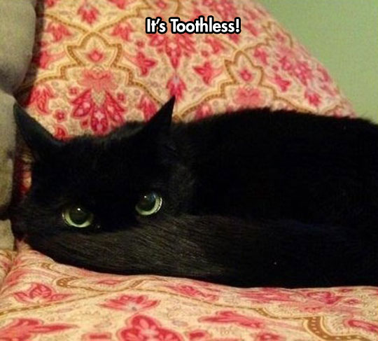 Toothless!