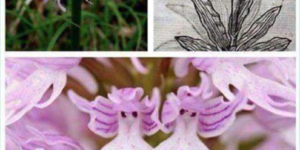 The Orchis Italica – A deadly trap for fairies