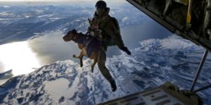 An Austrian Jagdkommando dropping from 10,000 ft with an explosives sniffing dog.