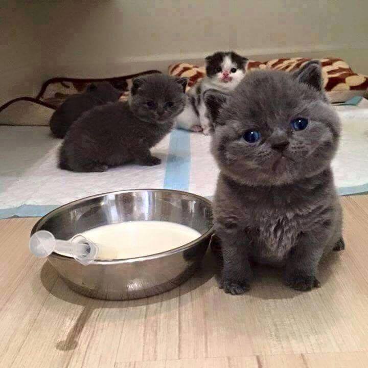 Who will feed me?