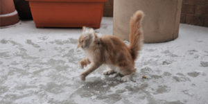 Jonesy the cat experiences snow for the first time!