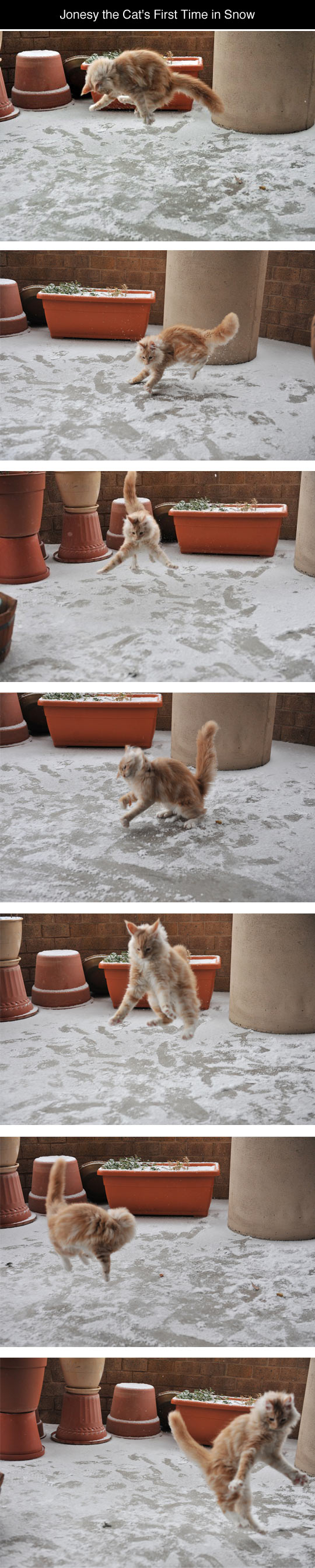 Jonesy the cat experiences snow for the first time!