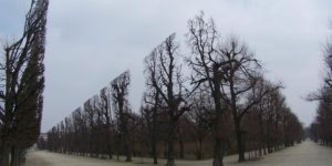 The hedge with no leaves.