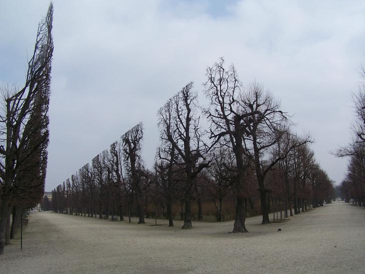 The hedge with no leaves.