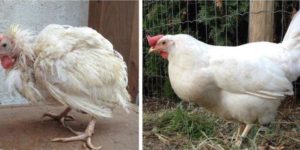 Cage raised chicken on its first day out versus three months later as a free range beauty.