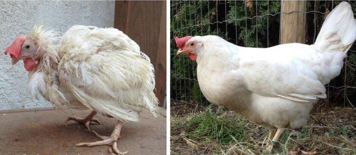 Cage raised chicken on its first day out versus three months later as a free range beauty.