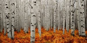 Aspen Forest