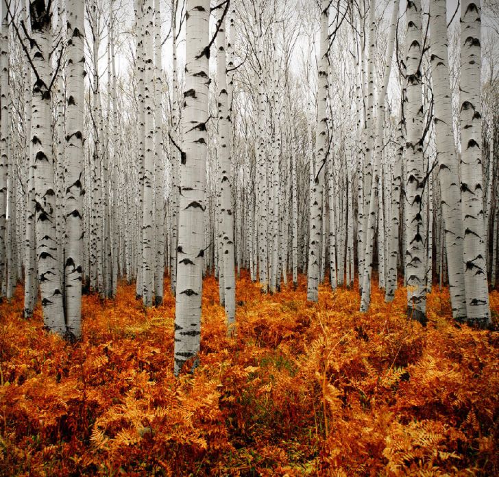 Aspen Forest