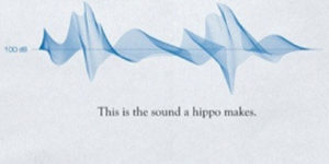 What animal sounds look like.