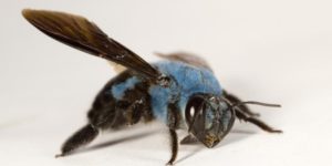 Not all bees are yellow. Here’s a Blue Carpenter Bee