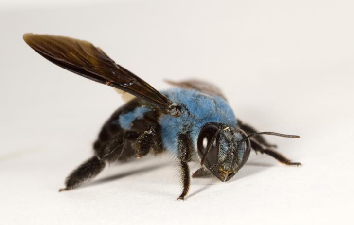 Not all bees are yellow. Here's a Blue Carpenter Bee
