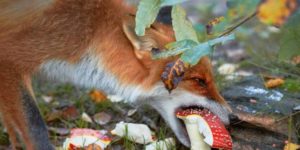 Red fox (vulpes vulpes) feeding on amanita mushroom. Finland