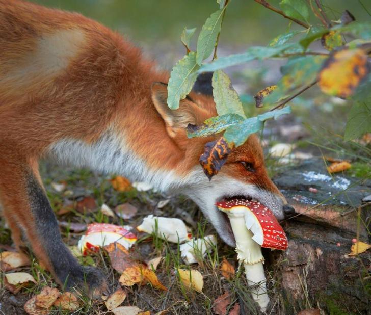 Red fox (vulpes vulpes) feeding on amanita mushroom. Finland