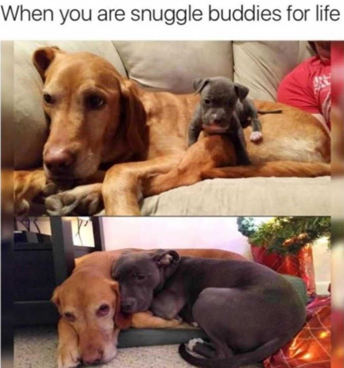 Snuggle Buddies For Life