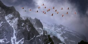 Flamingos flying through the Chilean Andes