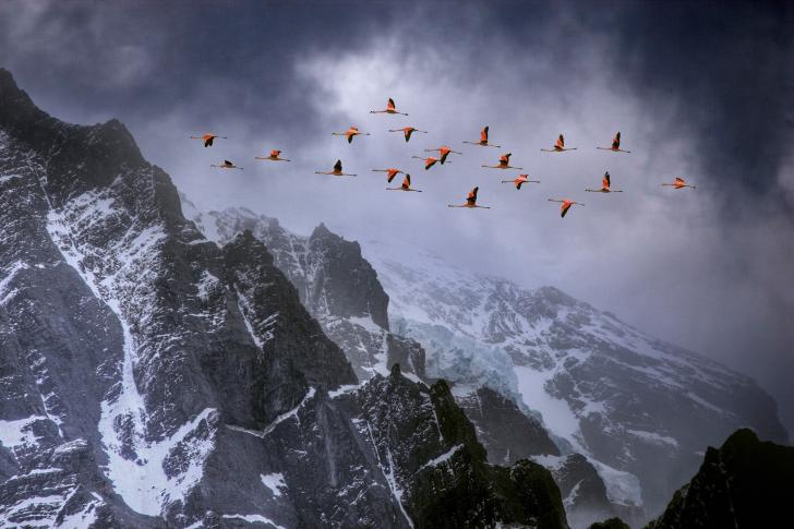 Flamingos flying through the Chilean Andes