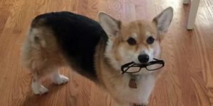 You win this round, Corgi.