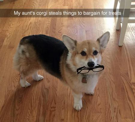 You win this round, Corgi.