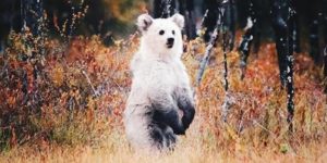 White Brown Bear spotted in Kuhmo, Finland. First of it’s kind spotted in the wild.