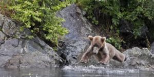 Hover bear in search of food.