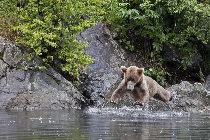 Hover bear in search of food.