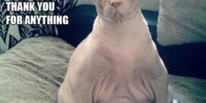 Adopting a hairless cat…