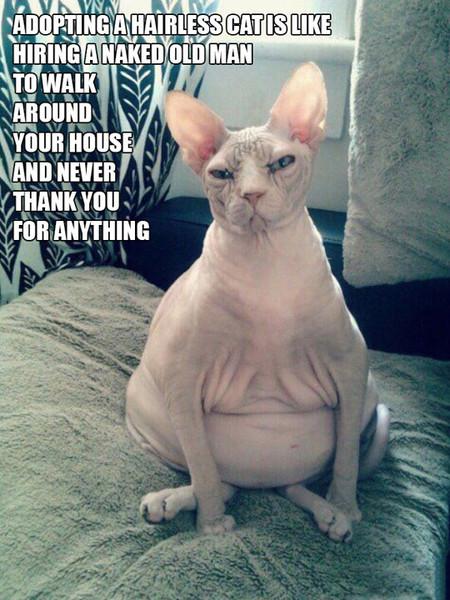 Adopting a hairless cat...