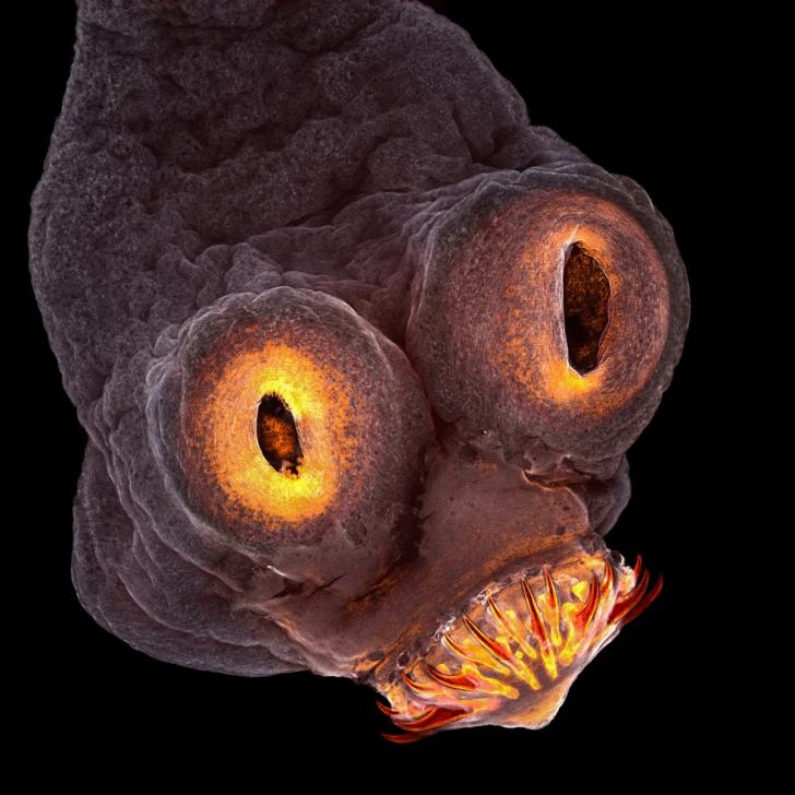 Microscopic image of a tapeworm head