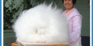 This is a rabbit.