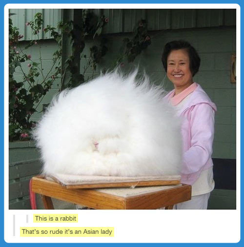 This is a rabbit.