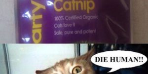 Catnip Promises