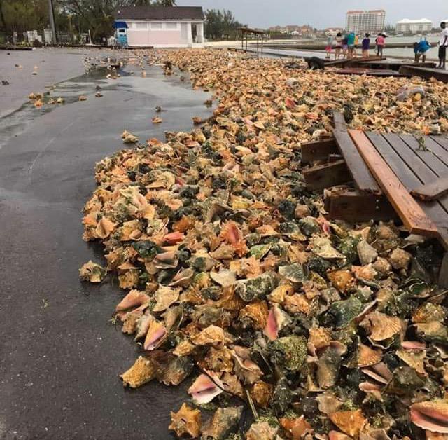 Conch shells on the shore of Nassau, Bahamas post Matthew