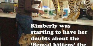 Kim was starting to have her doubts about those Bengal kittens…