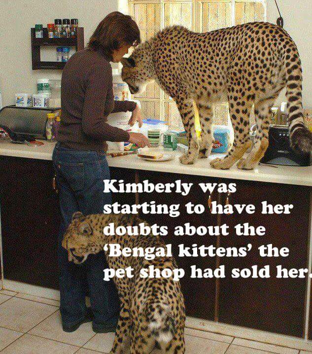 Kim was starting to have her doubts about those Bengal kittens...