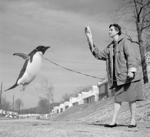 If you give a penguin a fish...