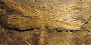 Meganeura, prehistoric dragonfly with 2.5 feet wingspan