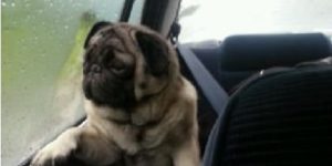 Introspective pug.