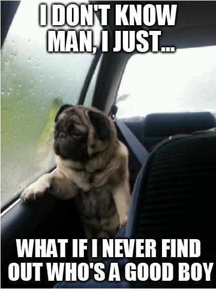 Introspective pug.