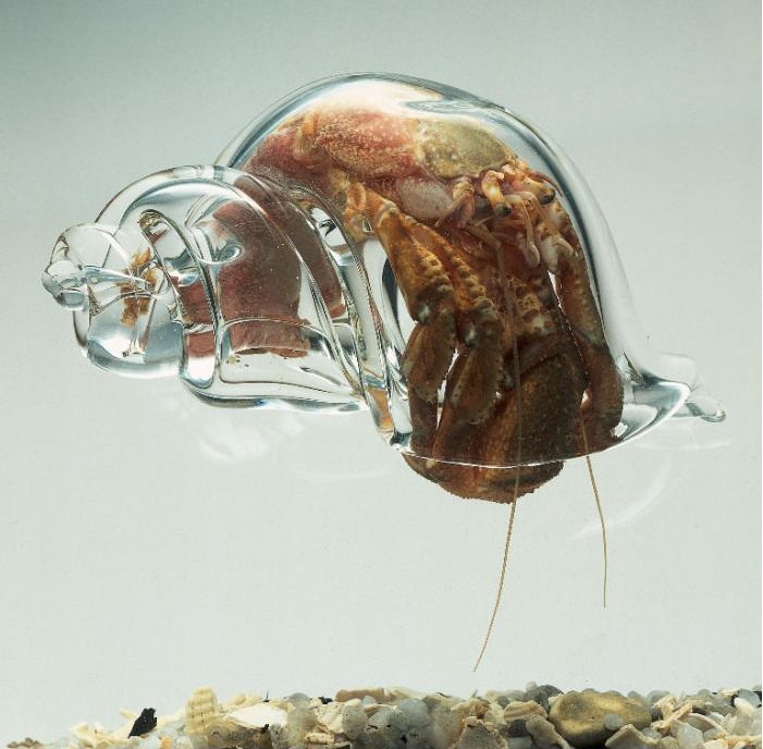 A glass home for Mr. Crabs.