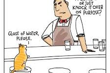 Cat walks into a bar.