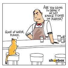 Cat walks into a bar.